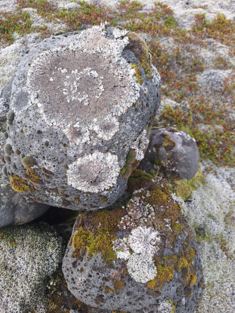 Steinarnir í gömlu réttinni eru margir þaktir skófum.