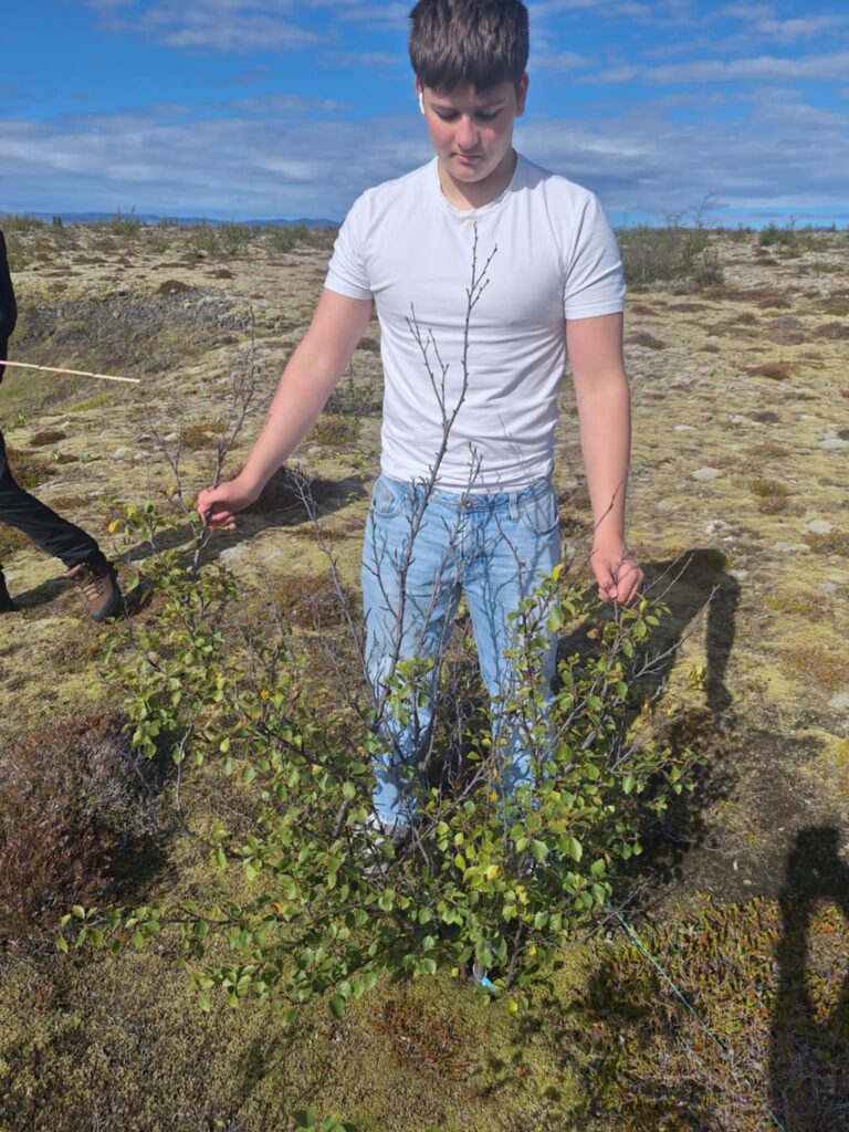Hér sjást vel skemmdir á tré frá því í fyrra.